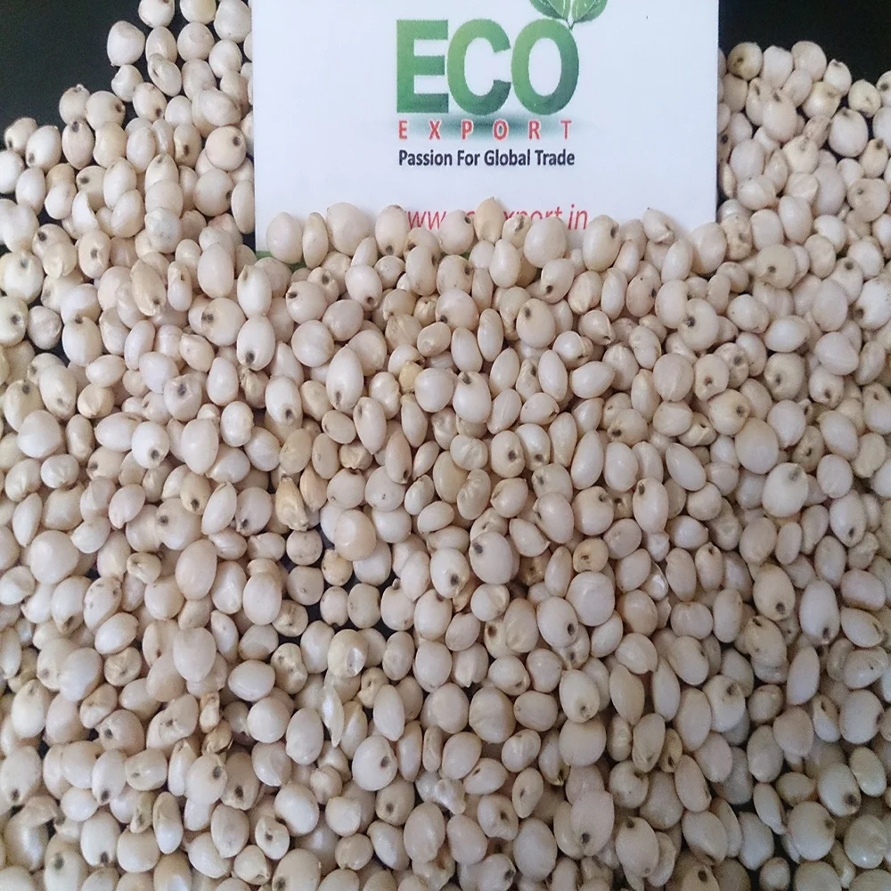  Всемирно продаваемые высококачественные семена молочного белого сорго по низкой рыночной цене