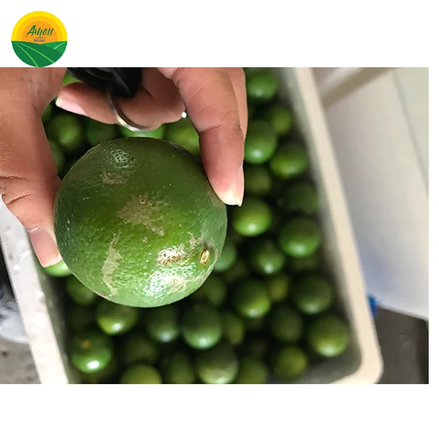 LOW PRICE - SOUR SEEDLESS LEMON FROM VIET NAM