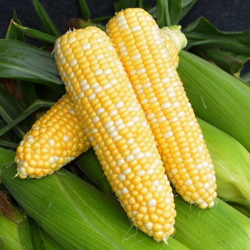 Замороженные сладкие кукурузные зерна высшего качества из Вьетнама