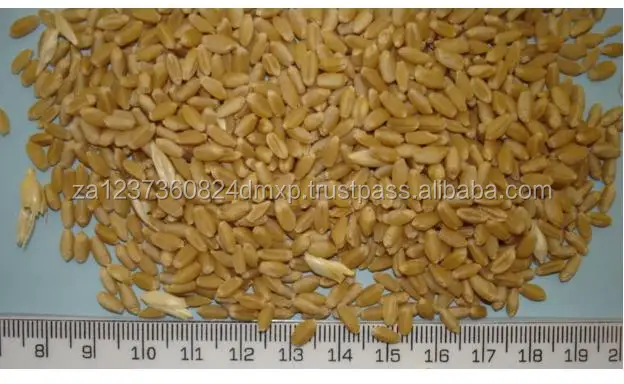 
AAA Grade Quality Durum wheat 