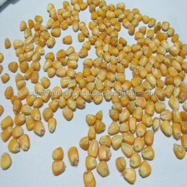 Non Gmo Poultry Feed Yellow Maize / Corn