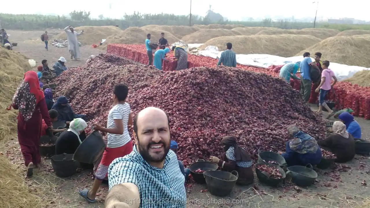 egypt onion price today