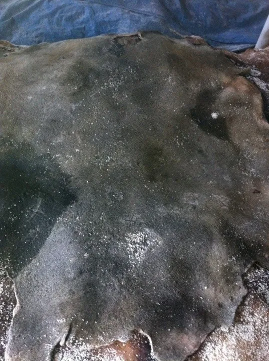 
Wet salted cowhide - buffalo skin sale 2021 