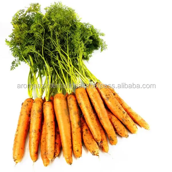 Essential Oil Pure Therapeutic Grade Carrot Seed Essential Oil Bulk Supply (50012339258)