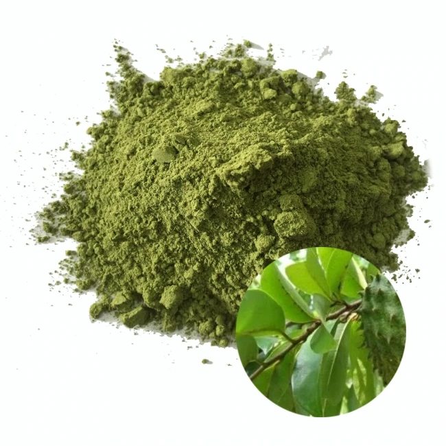 High Quality Soursop Leaves Extract Powder (Mekong Herbals) Mrs Ella Nguyen: Webchat: cellphone: +84938898920