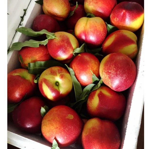 
White Flesh Nectarines For Sale 