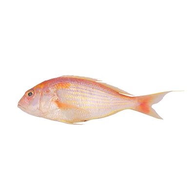 Frozen Golden Threadfin Bream Fish