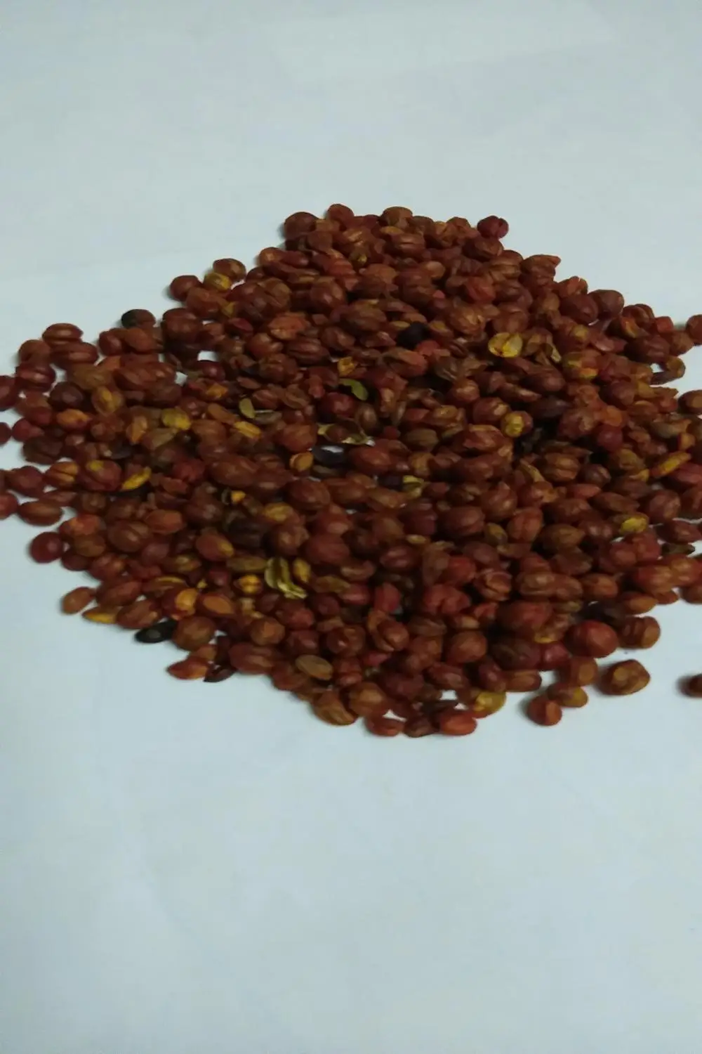 Celastrus Paniculatus Seeds/ Malkangni/jyotismati For Sale at Wholesale Suppliers India