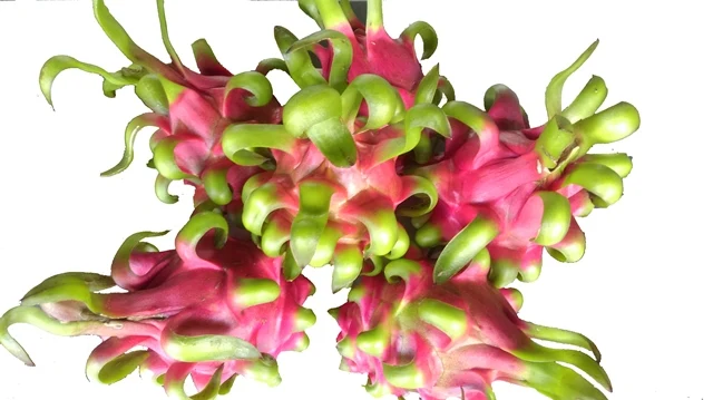 RED AND WHITE DRAGON FRUIT - WHITE DRAGON FRUIT - FRESH DRAGON FRUIT WHATSAPP+84-845-639-639