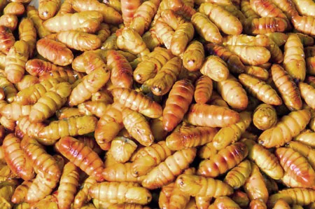 SILK WORM FOR FOOD/ COCOON SILK WORM FOR HUMAN CONSUMSION