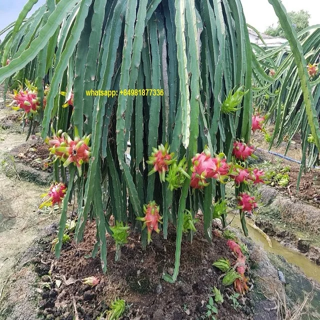 Свежие фрукты RED DRAGON, высокое качество