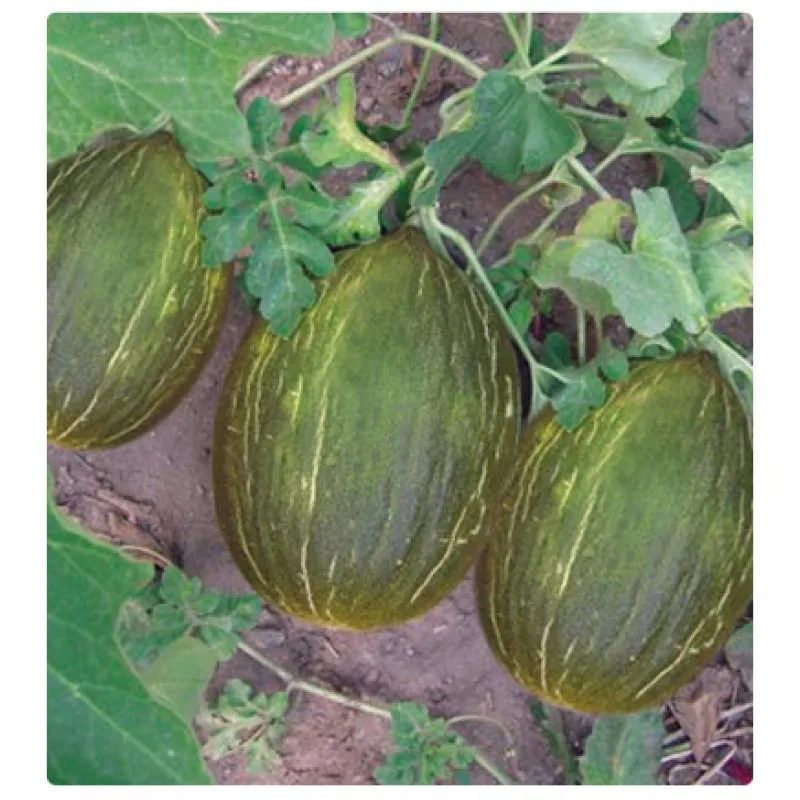 
melon seedling Honeydew Watermelon Turkey for Sale  (50043273788)