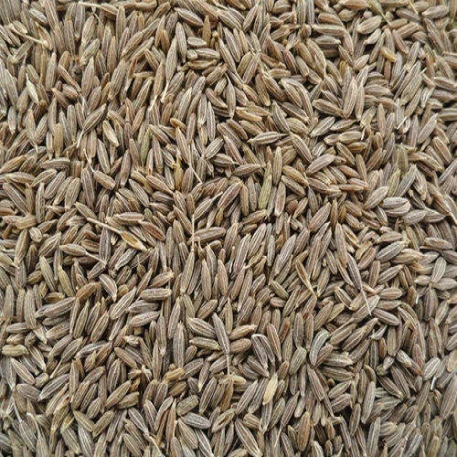 Singapore Europe Premium quality of cumin seed price Indian origin use for cooking 100% pure organic spices product