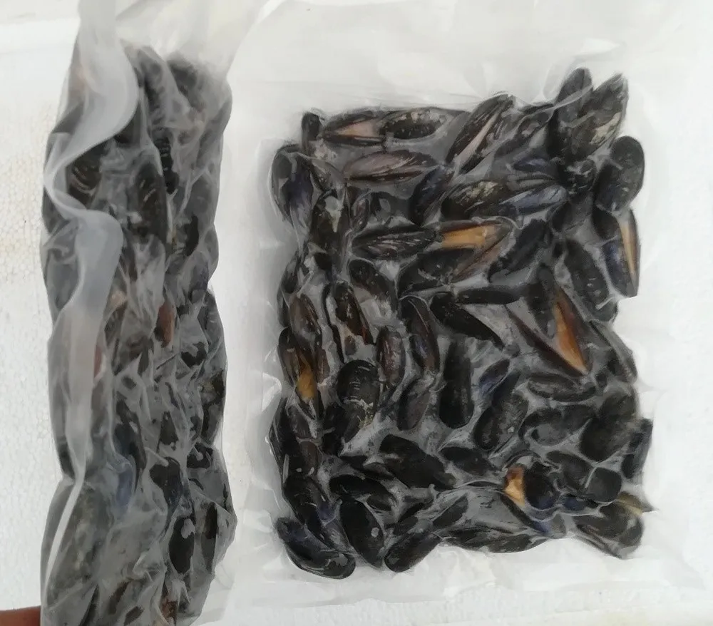 
Russian half shell mussel meat frozen shellfish 