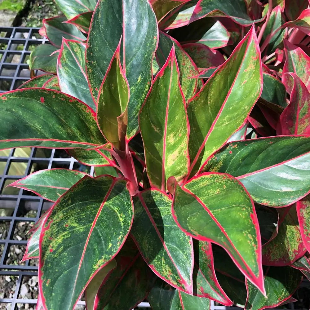 
Wholesale Aglaonema Pot Plants in Thailand @ Best Price Try us!! 