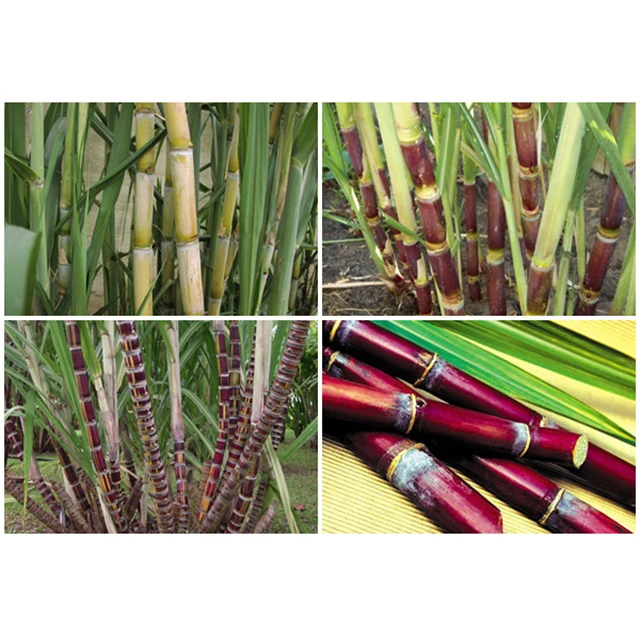 SWEET NATURAL SUGARCANE  FROM VIET NAM
