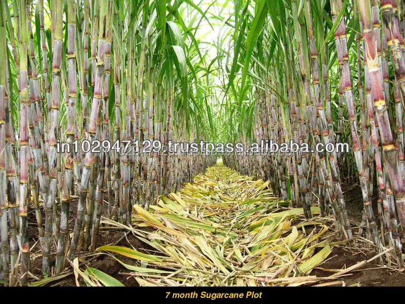 Magic gro Drip SOL - Organic Solution to enhance sugarcane Crop production under Environmental Stress