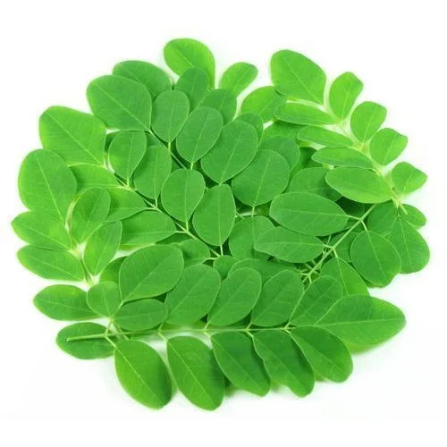 100% Pure Natural Indian Medicinal Herbs Moringa Powder Leaf