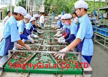 WW 320 Cashew nut Viet Nam