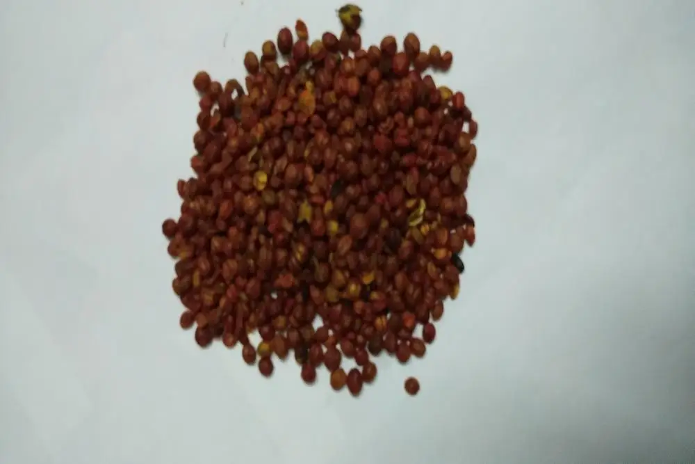 Celastrus Paniculatus Seeds/ Malkangni/jyotismati For Sale at Wholesale Suppliers India
