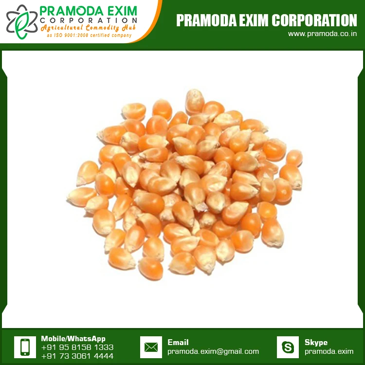 
Wholesale Price Yellow Corn Export Quality Dried Yellow Maize Corn for Sale 
