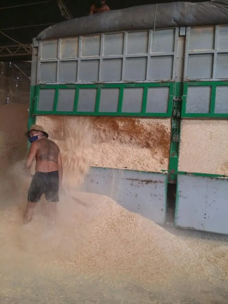 Wood Shavings for Poultry Bedding - Horse