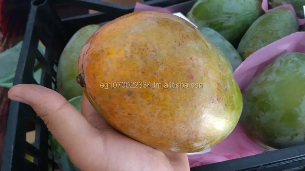fresh mango ready export to Vietnam