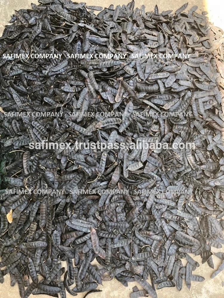 Gleditsia triacanthos Boket Vietnam honey locust