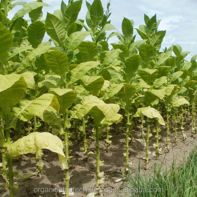 Maximum yield in Tobacco farming/ Zambia specific bio organic fertilizer