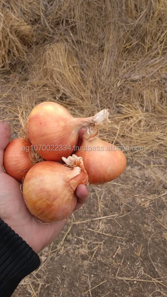 dubai onion price