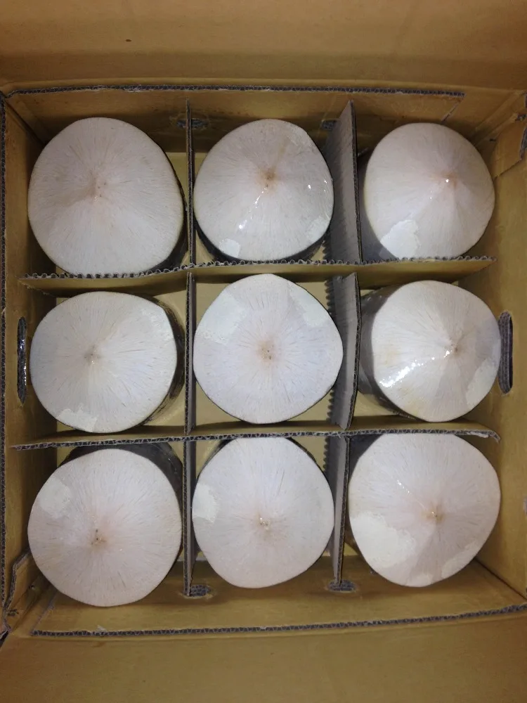 FRESH YOUNG COCONUT VIETNAM (CHEAP PRICE AND HIGH QUALITY)/ Vivan Ha +84 33 882 0 462