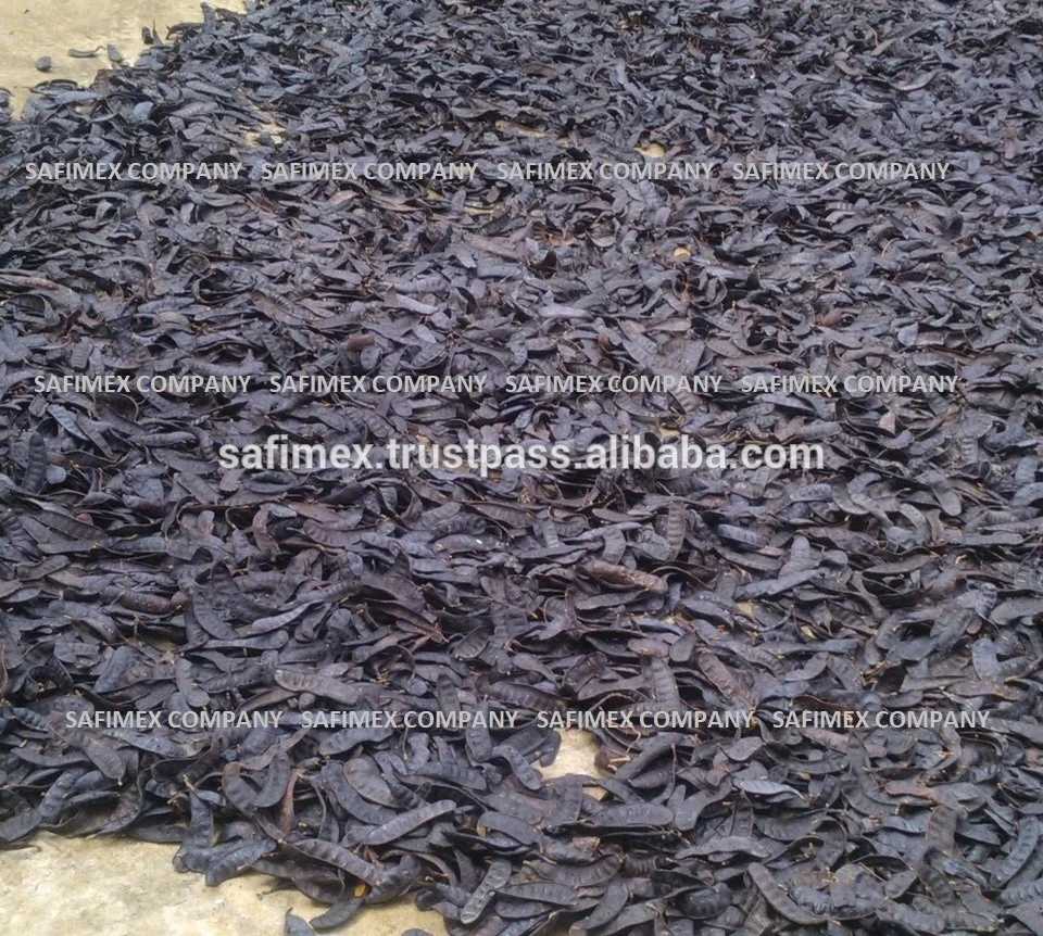 Gleditsia triacanthos Boket Vietnam honey locust