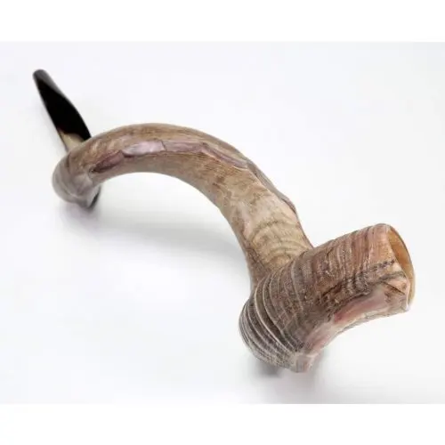  Shofar / Kudu Ram