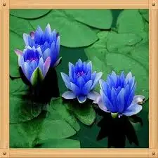 Blue Lotus Absolute Oil Aroma Oil