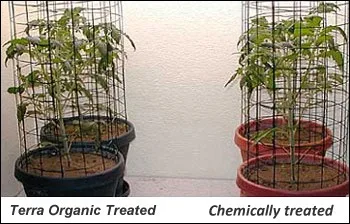 COMPETITIVE PRICE for COLD PRESSED NEEM OIL  natural way of cold processing method with high Azadirachtin content