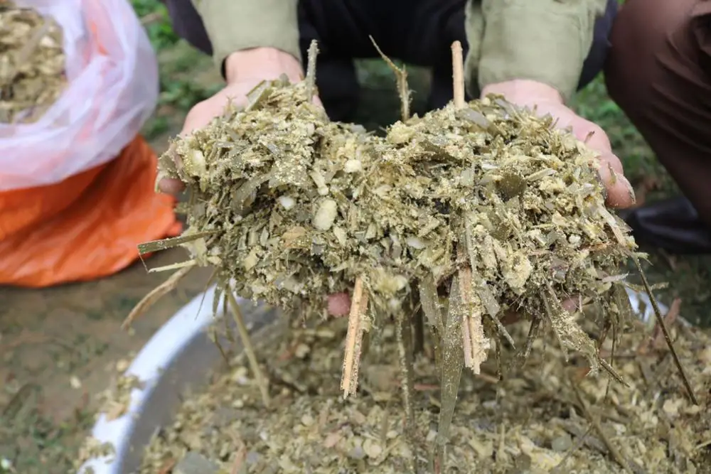 Chopping Silage for Cattle Feed - Conserved Forage - Dry Corn Silage WHATSAPP +0084 845639639