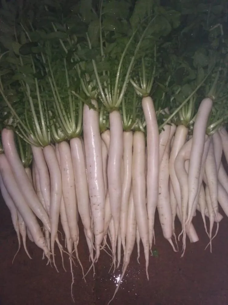 
Hybrid Radish Mino Early Long White Seeds 