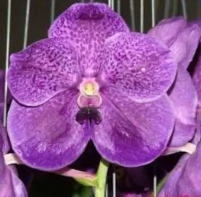VANDA SEEDLING VAN 049 pure wax blue