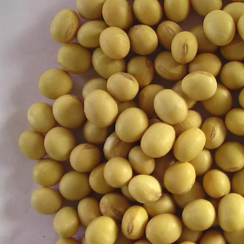 Good quality soya bean for oil , soybean , Soybean Seeds