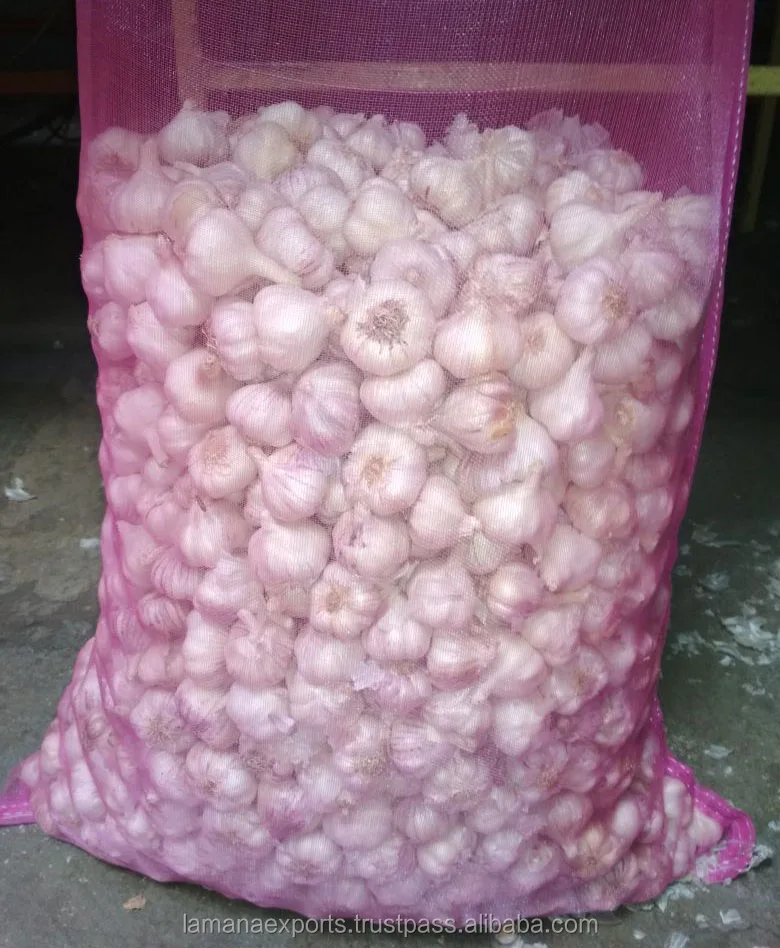 Indian Fresh Garlic for Export Vietnam Malaysia Singapore