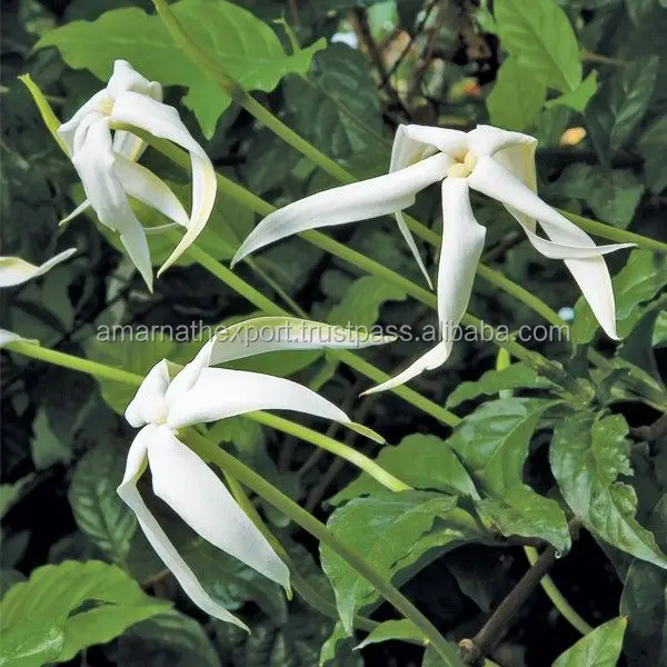 Manufacturer of Champaca Absolute Oil for Private Labeling Bulk Wholesaler of Champaca Absolute Oil Premium Quality Top Grade