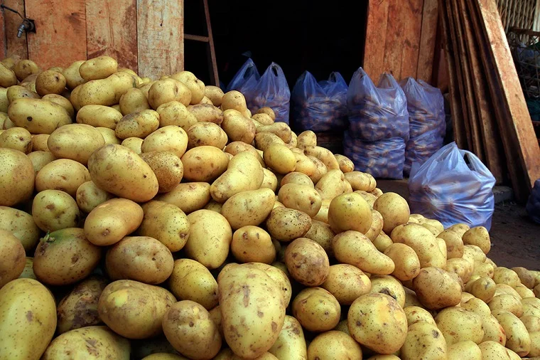 Fresh Potato Amazing Competitive Price