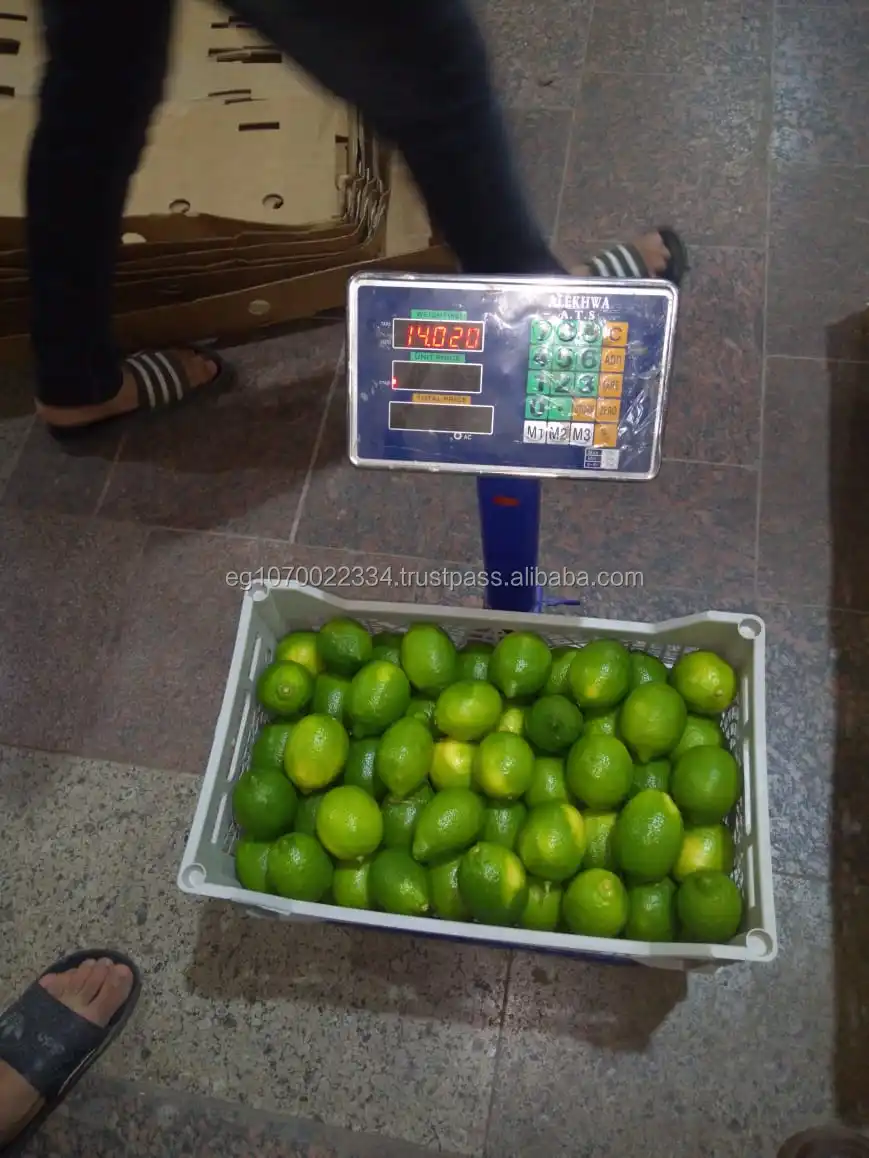 Fresh Egyptian LEMON - lime  2023 price