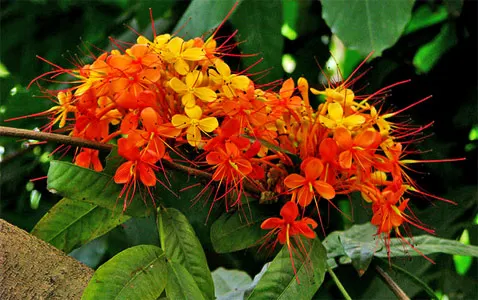 Saraca indica Extract Ashoka Bark Extract Ashok Asoca