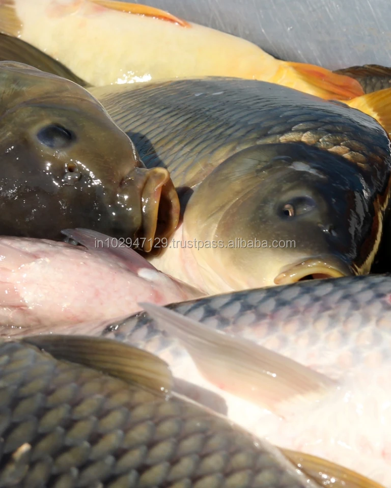 
Aquaculture Probiotics for Good survival rate and improved yields of fishes and shrimps 