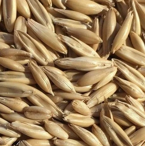oats specification