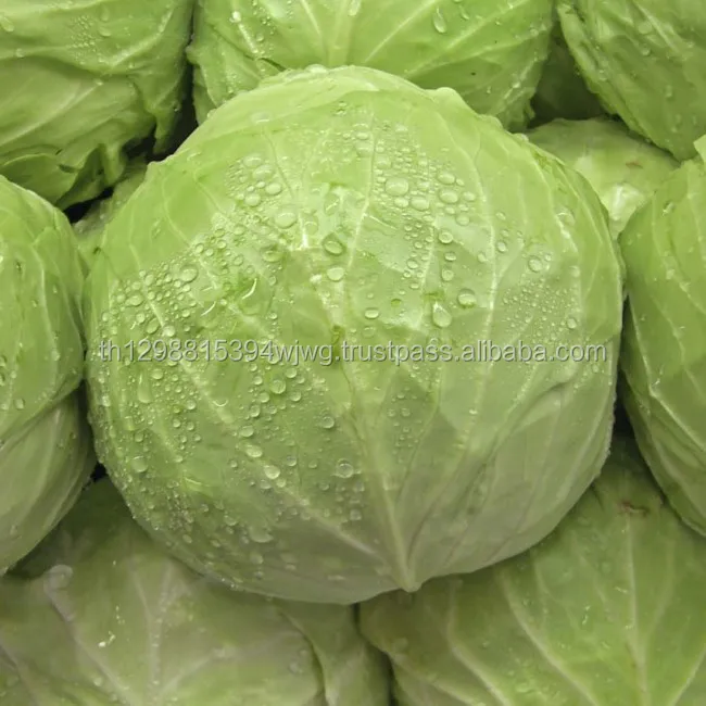 Fresh Chinese cabbage (Napa Cabbage)