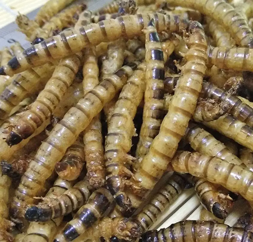 Da mai chong Dried whole body Zophobas Morio Superworms for food