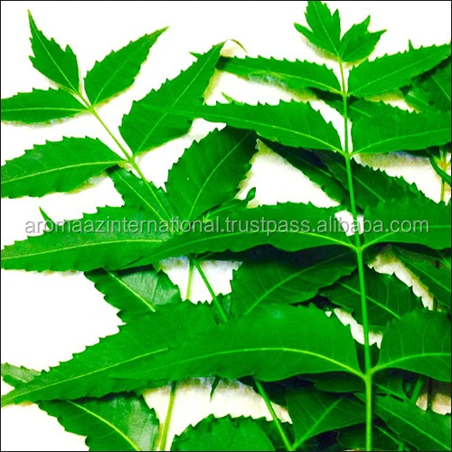 High Quality Natural Pure Neem Carrier oil Available in India for Agriculture and Skin Use