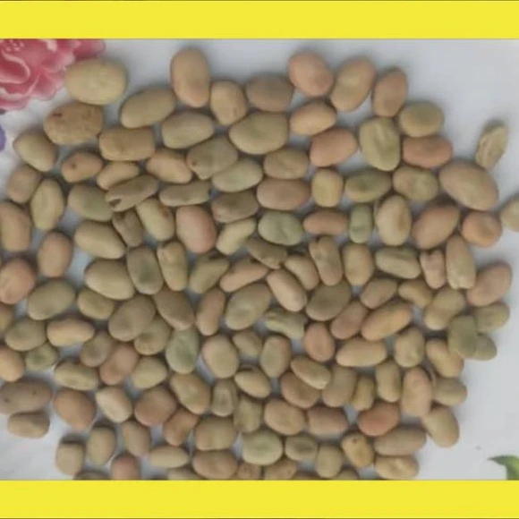 BROAD BEAN/ FAVA BEAN